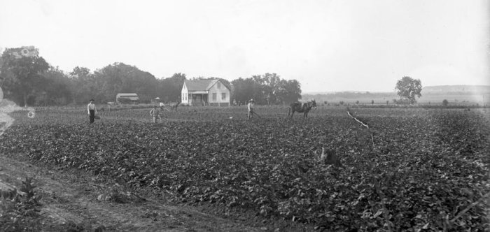 Texas cotton farm scene