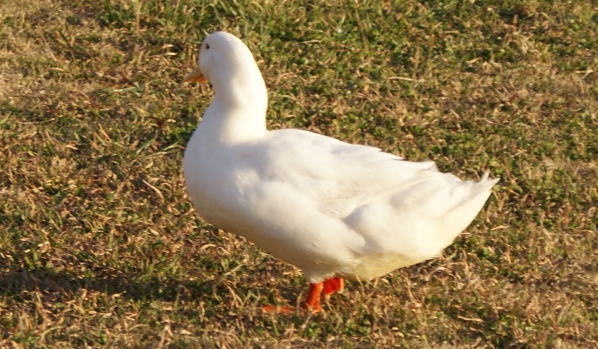 American Pekin Duck