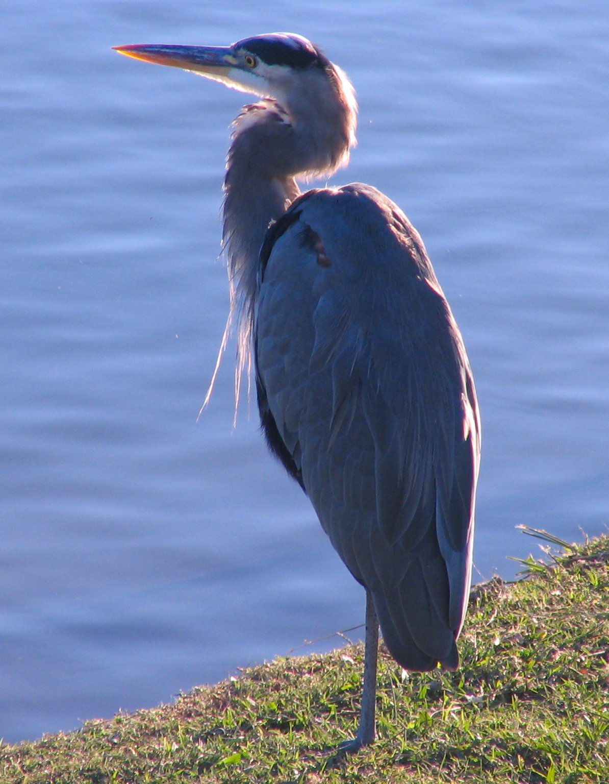 Great Blue Heron