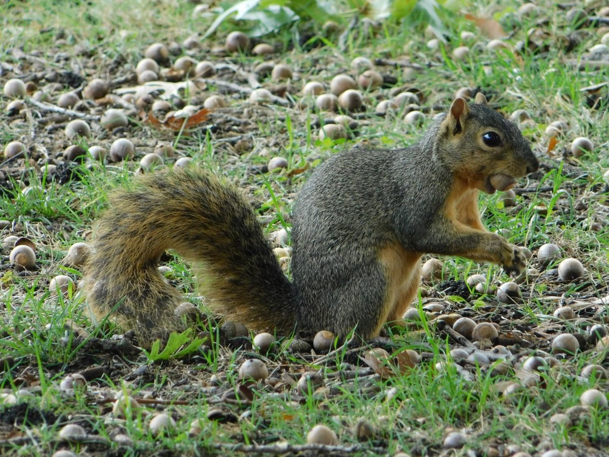 Eastern Fox Squirrel