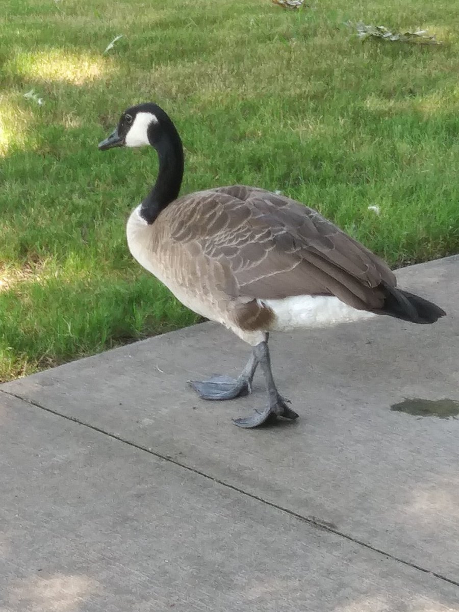 Canada Goose