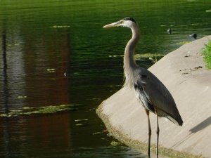 Great Blue Heron