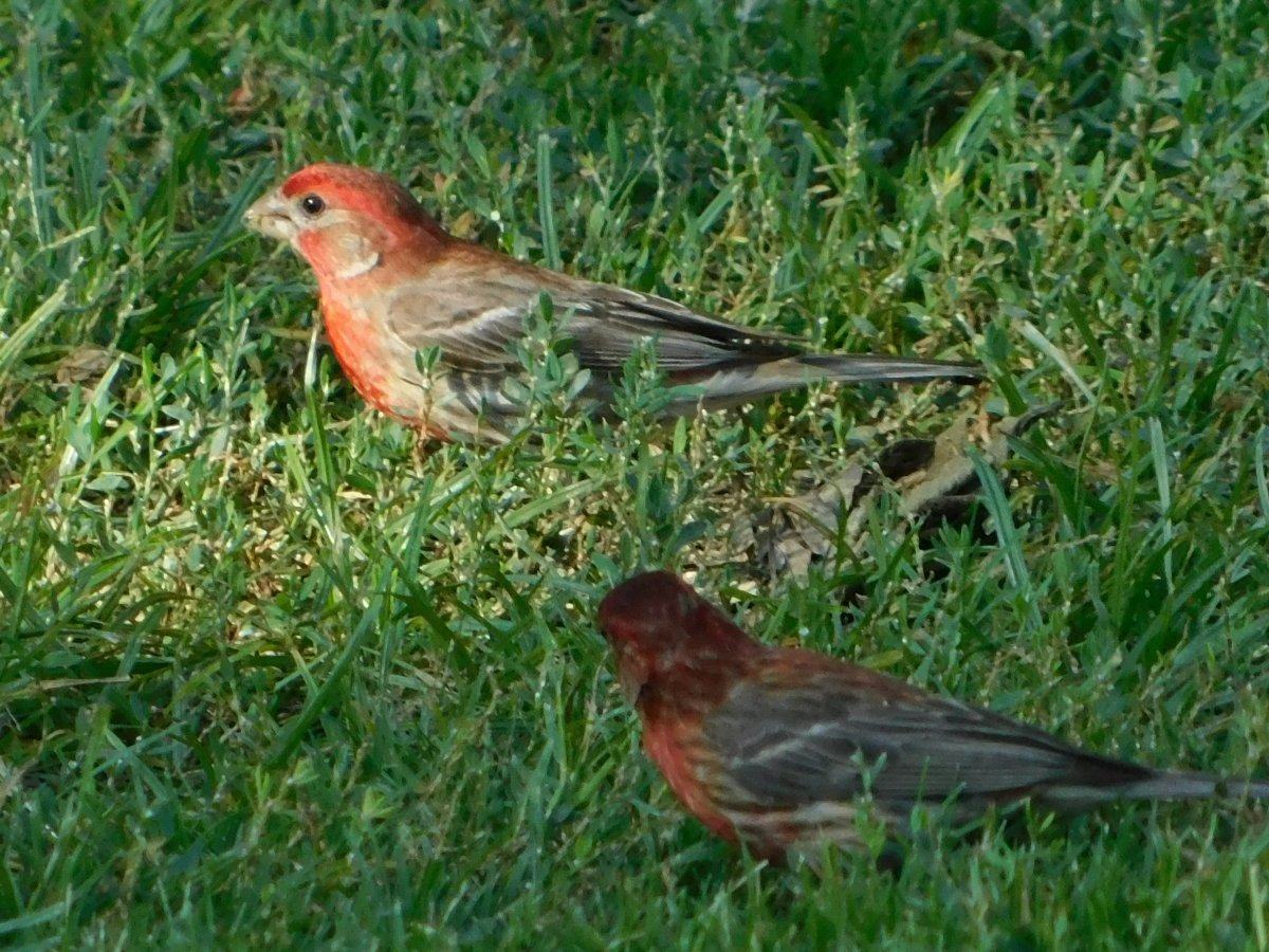 House Sparrow