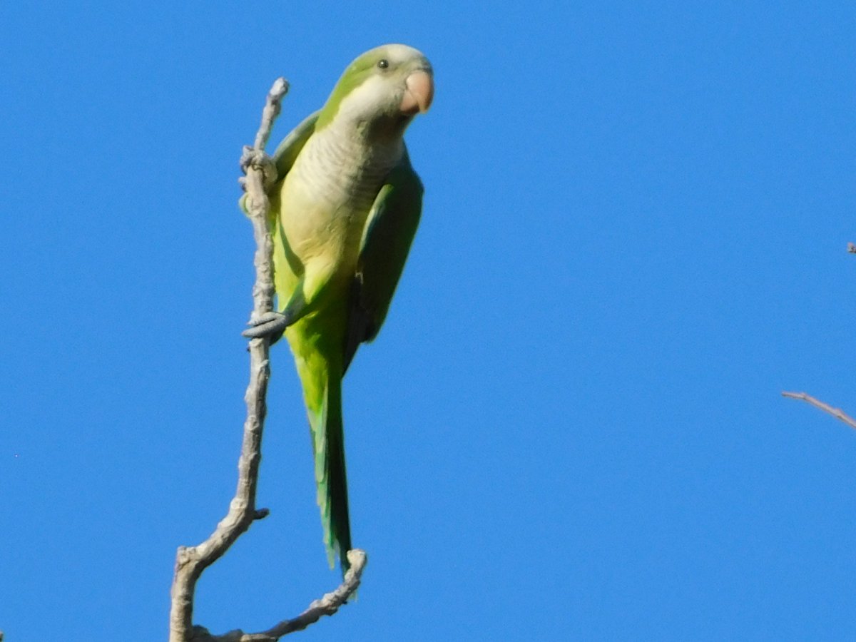 Monk Parakeets