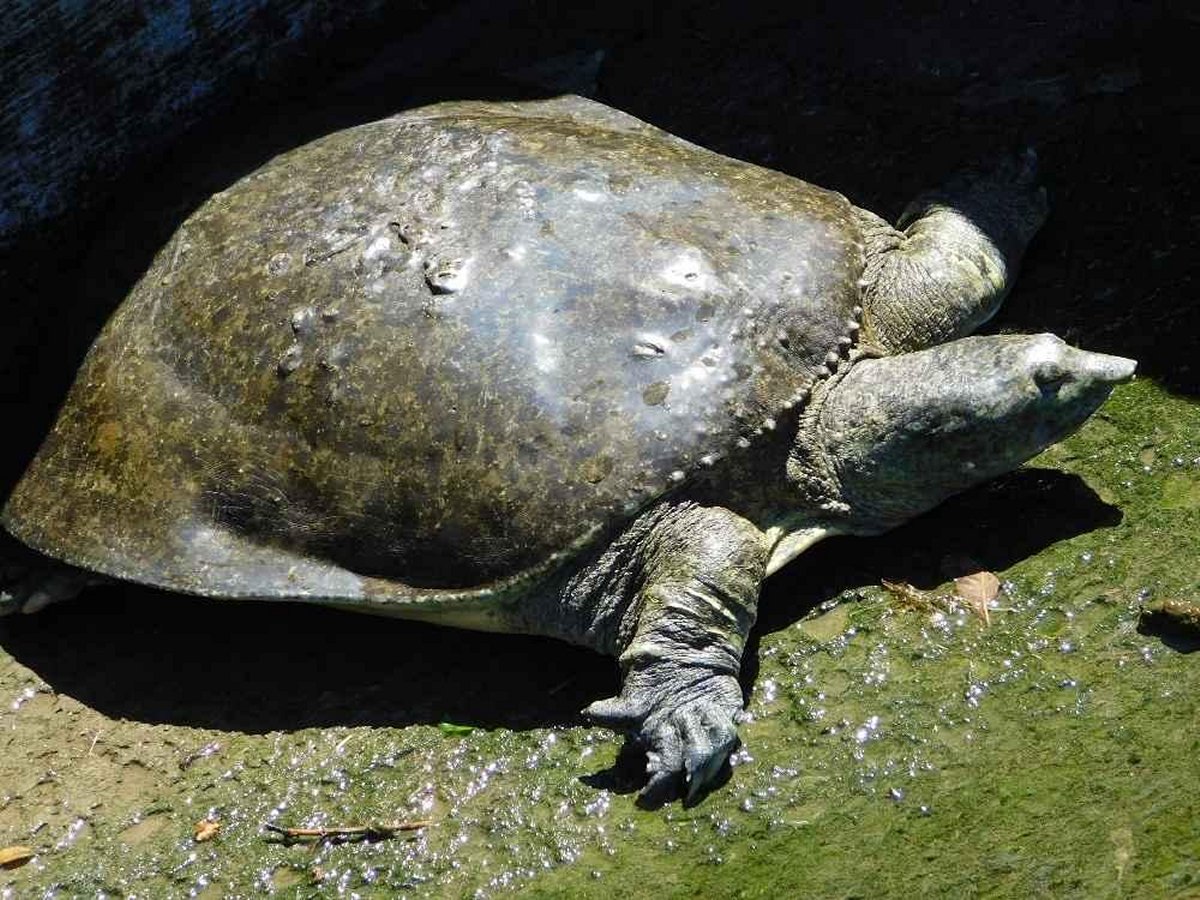 Texas Spiny Softshell