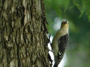 Common Starling